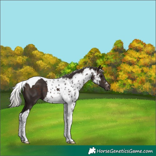 Horse Color:Silver Brown Tobiano Skewed LP Spotted