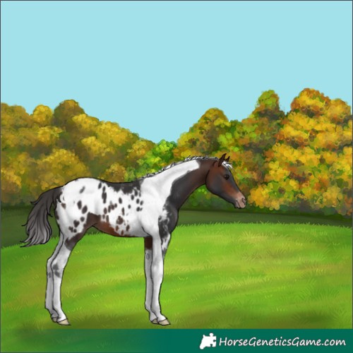 Horse Color:Bay Tobiano Skewed LP Spotted 