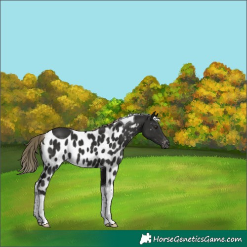Horse Color:Liver Chestnut Tobiano Skewed LP Spotted