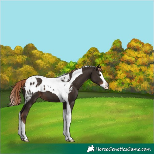 Horse Color:Liver Chestnut Splash Tobiano Skewed LP Spotted