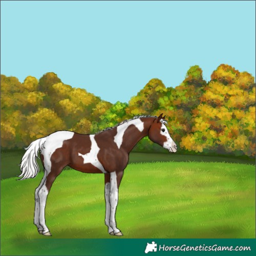 Horse Color:Silver Bay Splash Tobiano