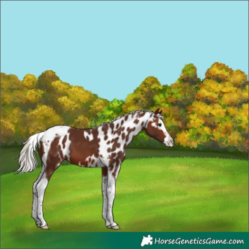 Horse Color:Silver Bay Splash Tobiano Skewed LP Spotted