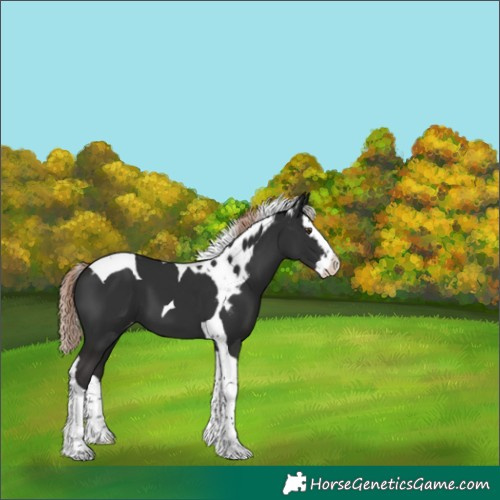 Horse Color:Liver Chestnut Splash Tobiano Skewed LP Spotted 