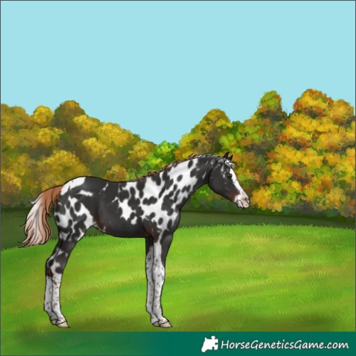 Horse Color:Liver Chestnut Splash Tobiano Skewed LP Spotted