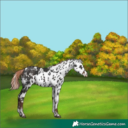 Horse Color:Liver Chestnut Tobiano Skewed LP Spotted