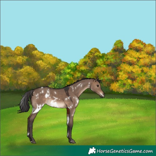 Horse Color:White Spotted Brown Dun