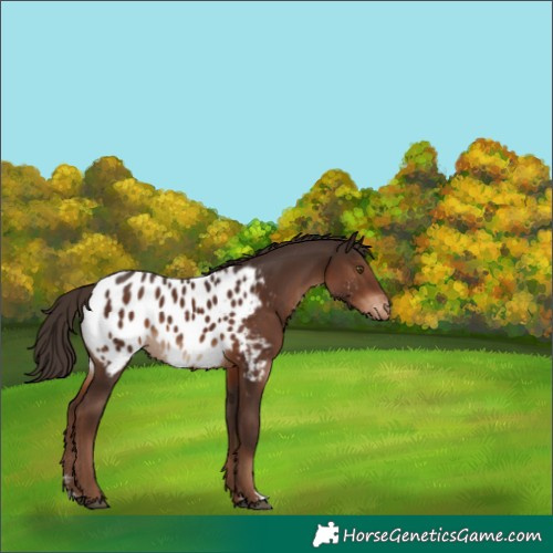Horse Color:Liver Chestnut Sabino Near Leopard 