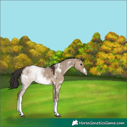 Horse Color:White Spotted Brown Dun 