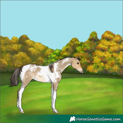 Horse Color:White Spotted Buckskin Dun Tobiano