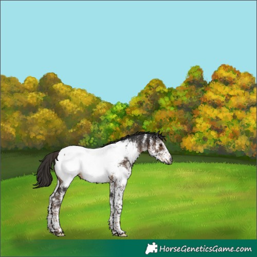 Horse Color:Gray White Spotted Liver Chestnut Near Fewspot