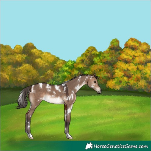 Horse Color:White Spotted Bay Dun 