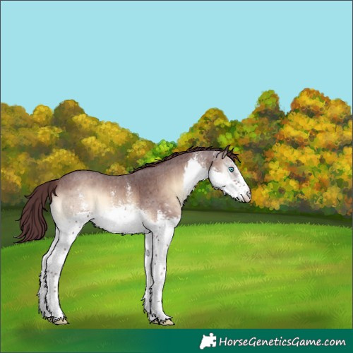 Horse Color:White Spotted Chocolate Brown Onyx Sabino Splash 