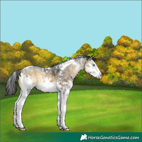 Horse Color:Buckskin Onyx Sabino Splash Tobiano