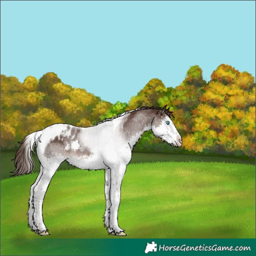 Horse Color:White Spotted Liver Chestnut Splash Tobiano Blanket 