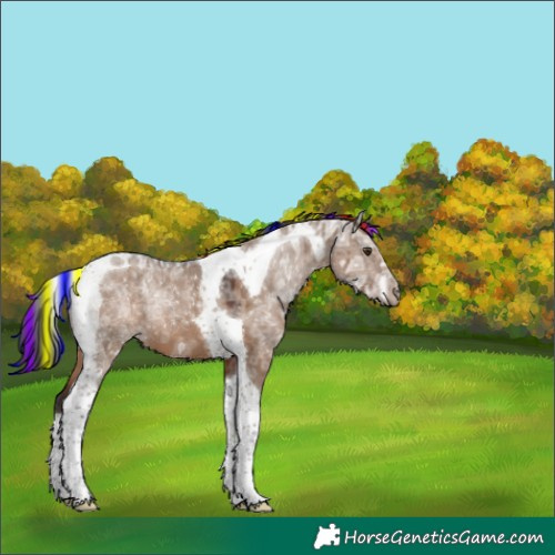 Horse Color:Painted Liver Red Dun Ice Tobiano 