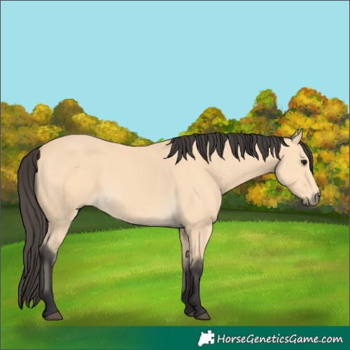 Horse Color:Unknown 