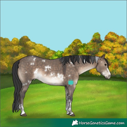 Horse Color:White Spotted Brown Dun Sabino