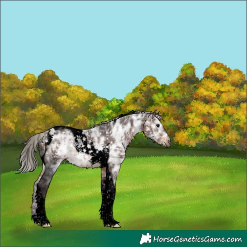 Horse Color:Void Silver Brown Ice Tobiano