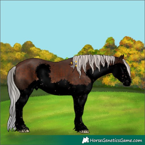 Horse Color:Void Silver Brown Sabino Splash