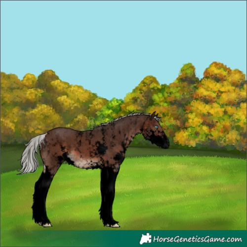 Horse Color:Powder White Void Silver Brown Splash 