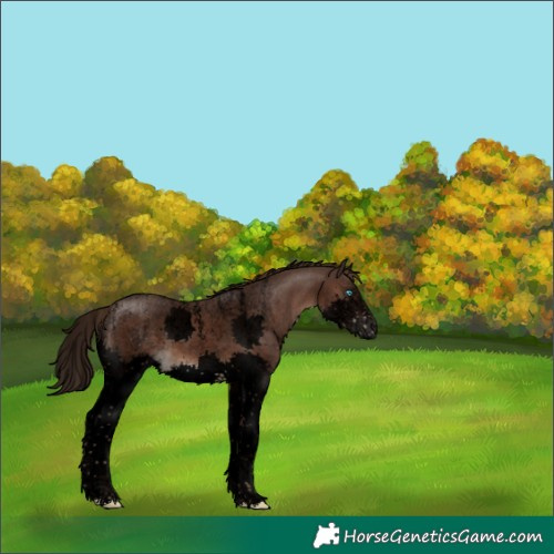 Horse Color:Powder White Void Liver Chestnut Sabino Splash