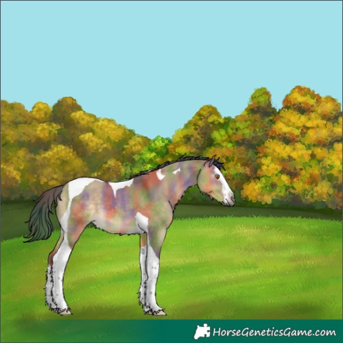 Horse Color:Gray Nacre White Spotted Buckskin Dun Splash Tobiano 