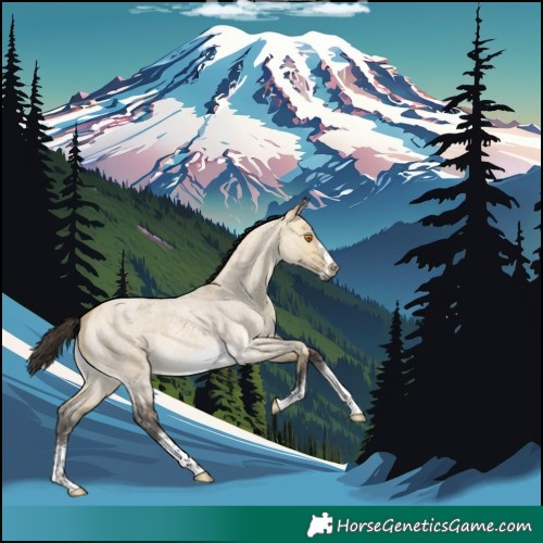 Horse Color:Buckskin Roan Dun Sabino Frame