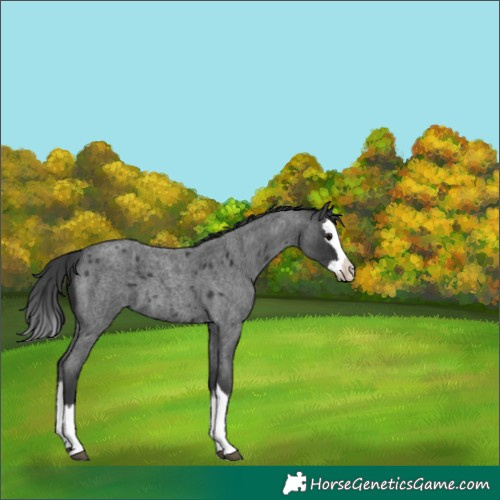 Horse Color:Blue Roan Splash