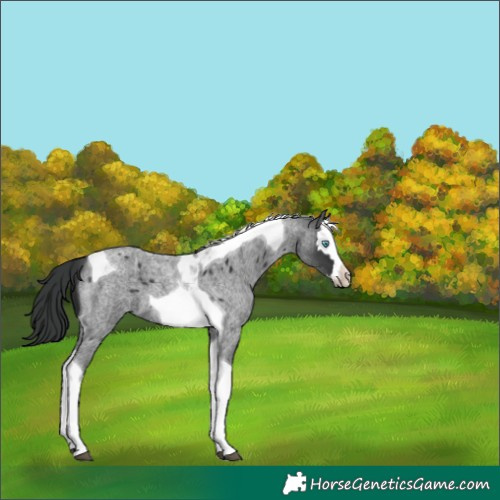 Horse Color:Blue Roan Splash Tobiano