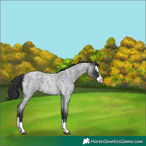 Horse Color:Blue Roan Splash
