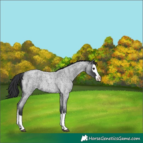 Horse Color:Blue Roan Splash