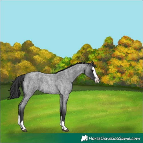 Horse Color:Blue Roan Splash
