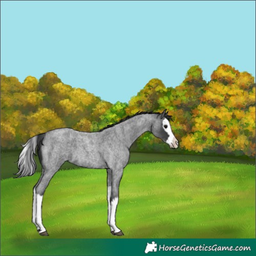 Horse Color:Blue Roan Splash 