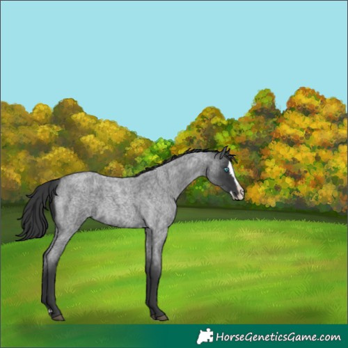 Horse Color:Blue Roan Splash 