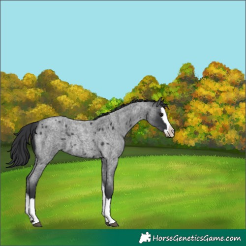 Horse Color:Blue Roan Splash
