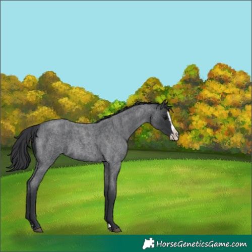 Horse Color:Blue Roan Splash
