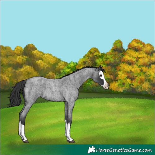 Horse Color:Blue Roan Splash