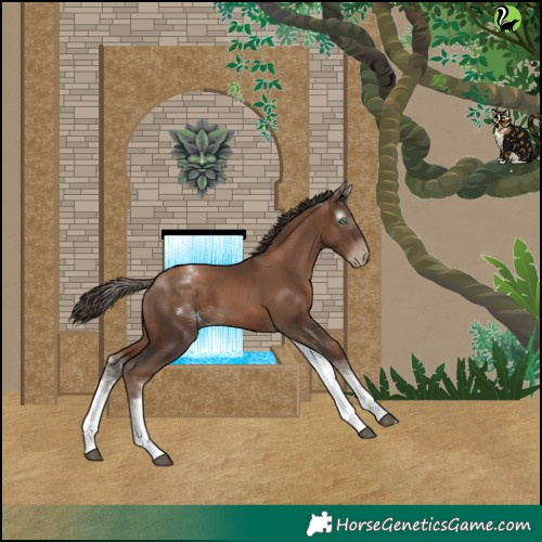 Horse Color:Gray White Spotted Black Pearl Rabicano 