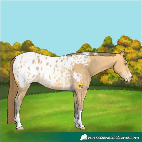 Horse Color:Amber Cream Champagne Sabino Tobiano Blanket and Amber Cream Champagne Sabino Tobiano Blanket