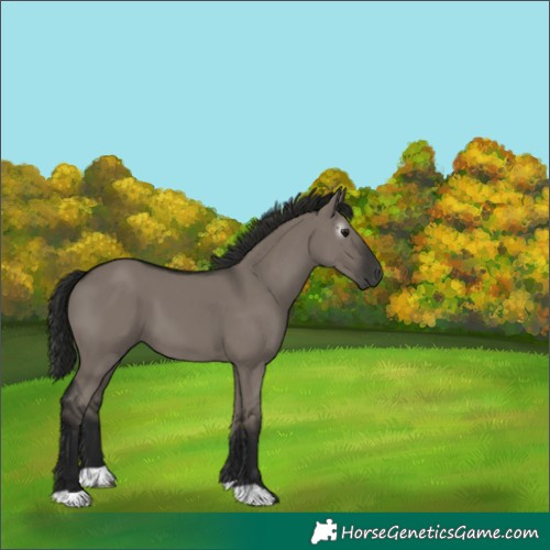 Horse Color:Gray Grullo