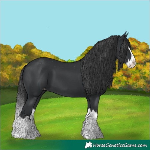 Horse Color:Black Splash Varnish