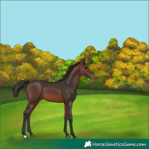 Horse Color:Brown Varnish