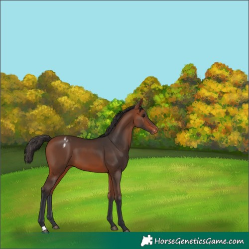 Horse Color:Bay Varnish