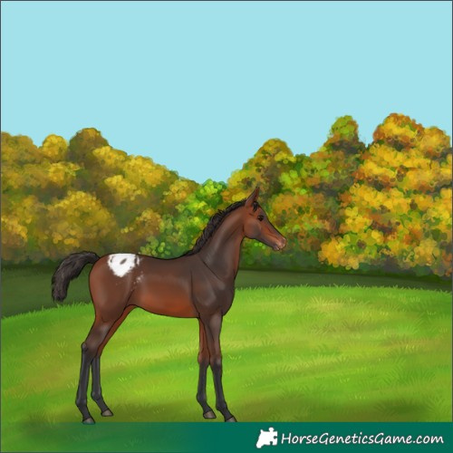 Horse Color:Bay Varnish 