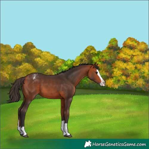 Horse Color:Bay Splash Blanket
