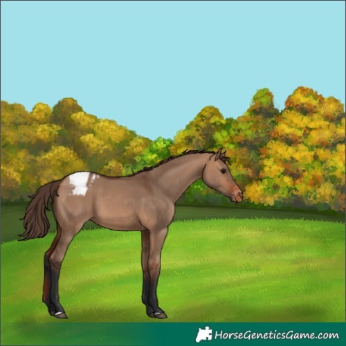 Horse Color:Bay Dun Blanket 