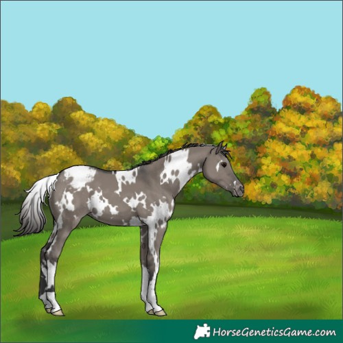 Horse Color:White Spotted Grullo Varnish 