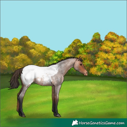 Horse Color:Bay Roan Near Fewspot 