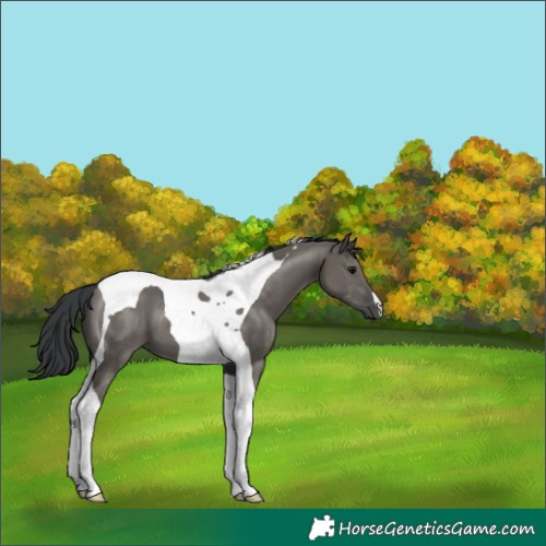 Horse Color:Grullo Tobiano