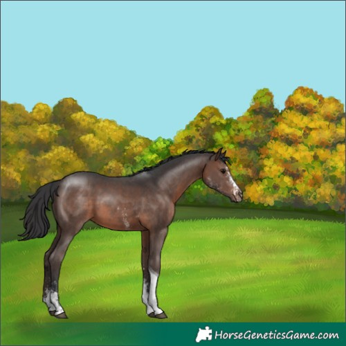 Horse Color:Brown Sabino Tobiano
